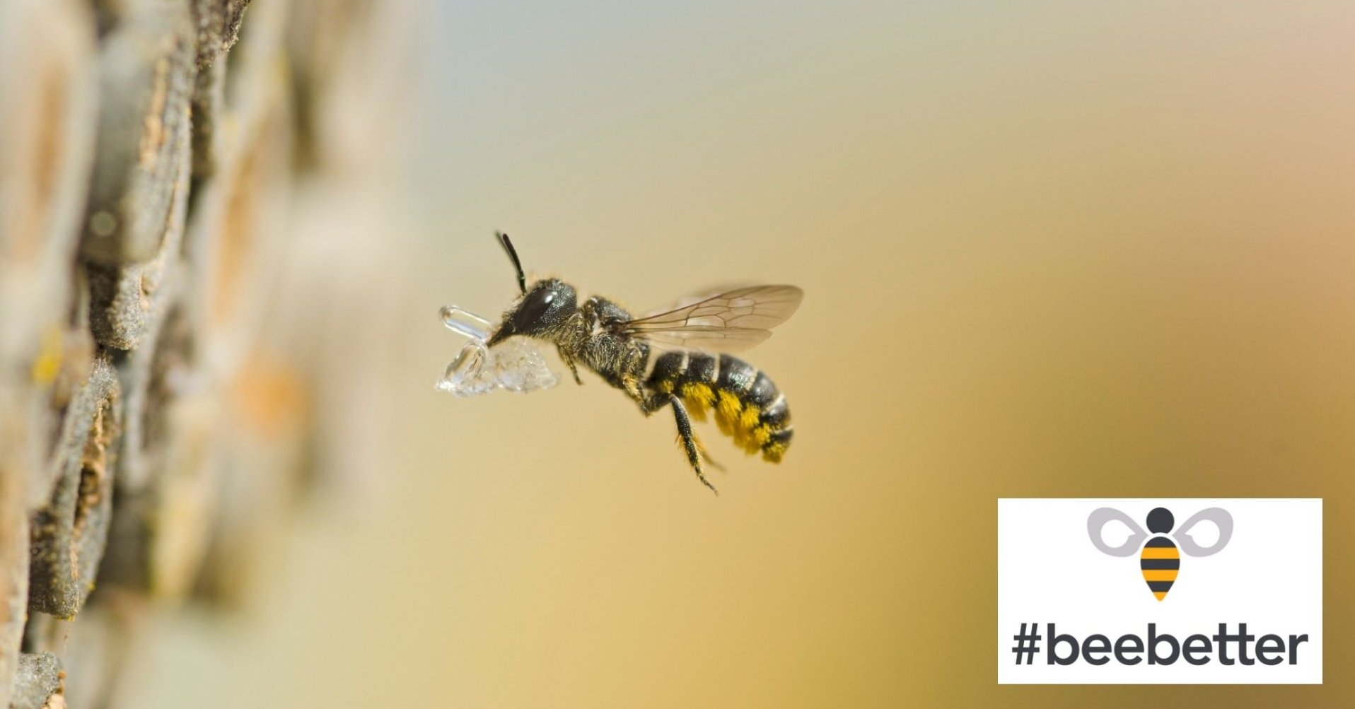 #BeeBetter #BeeBetter