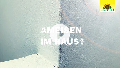 Ameisen in Innenräumen bekämpfen