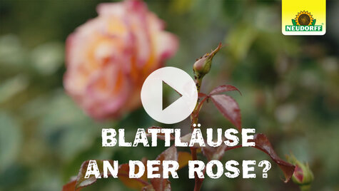 Schädlinge effektiv bekämpfen