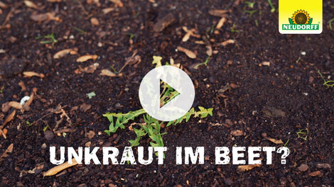 Unkraut effektiv bekämpfen