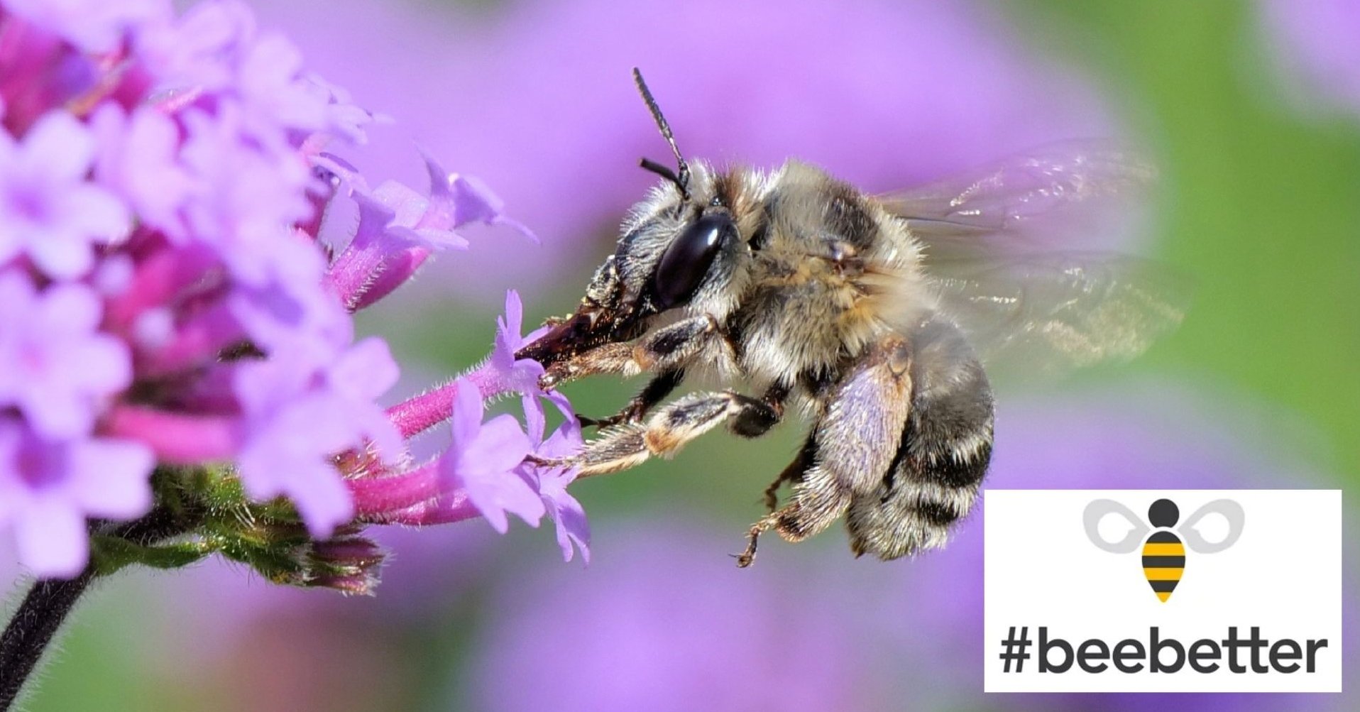 Schutz von Bienen Schutz von Bienen