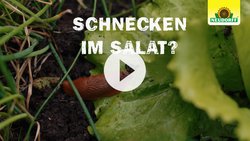 Schnecken effektiv bekämpfen