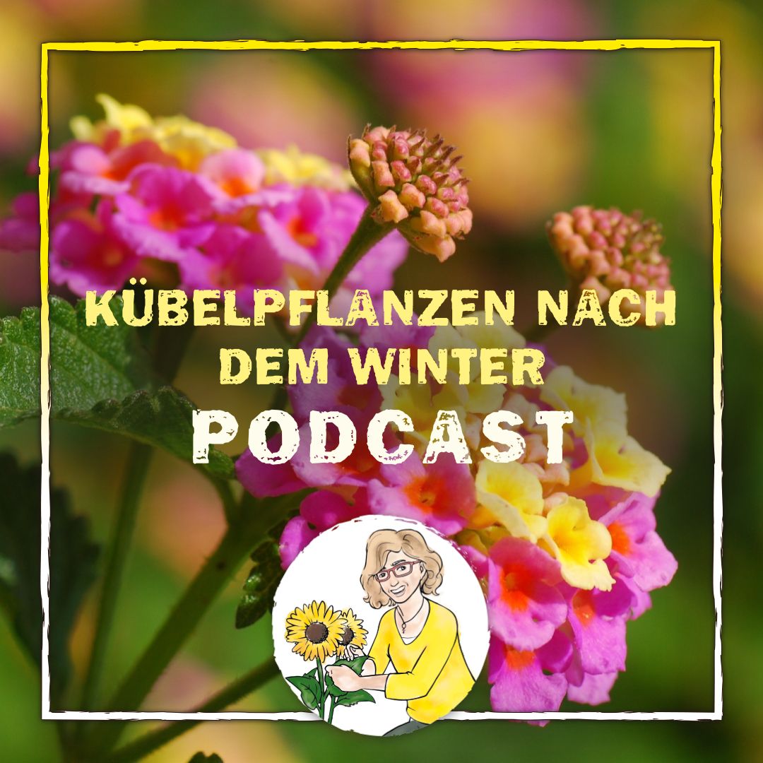 Podcast Folge 49