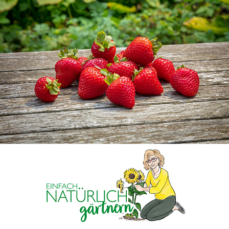 Podcast Folge Erdbeeren selbst anbauen Podcast Folge Erdbeeren selbst anbauen