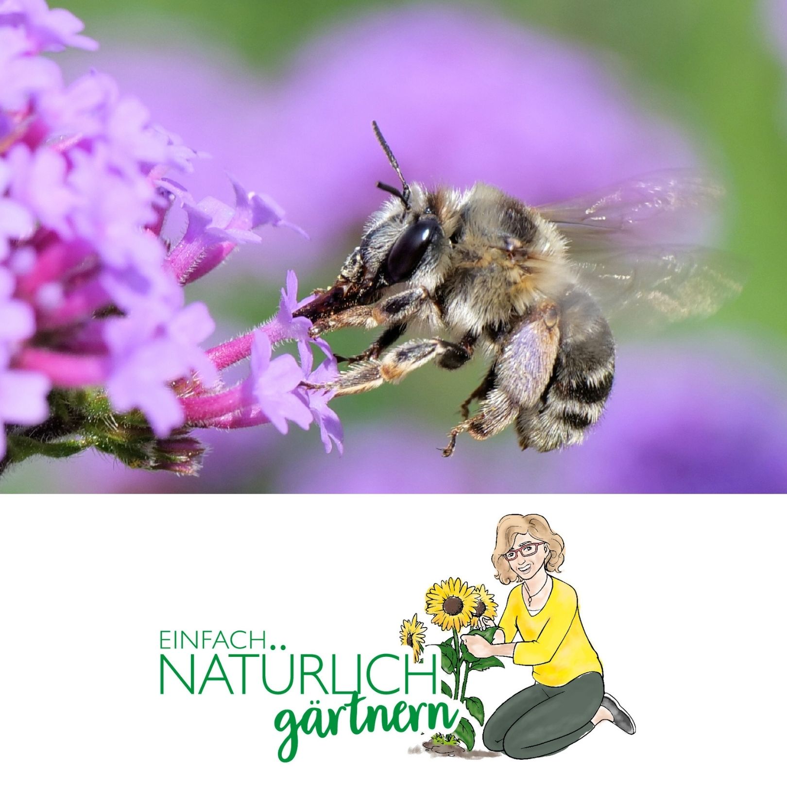 Wildbienen anlocken Wildbienen anlocken