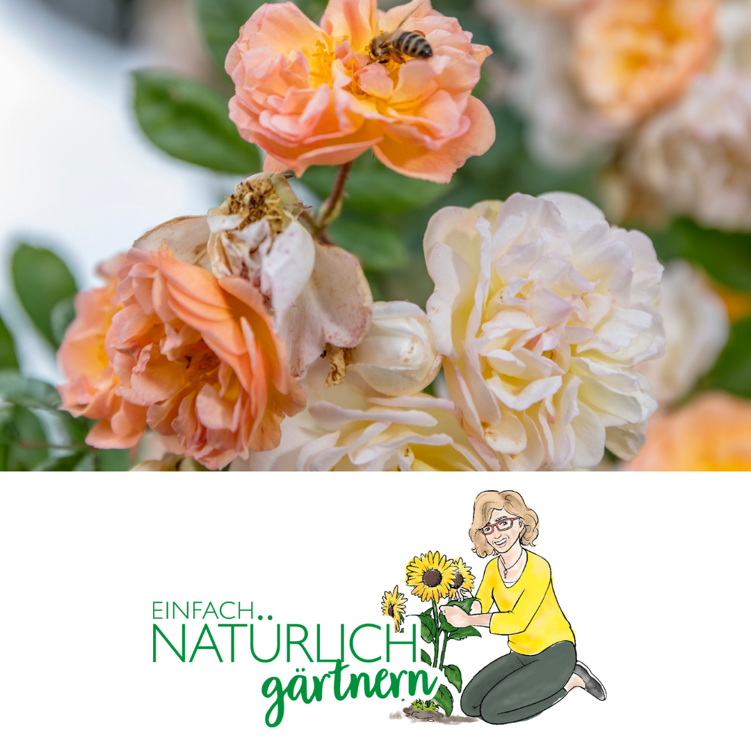 Podcast Folge Rosen natürlich pflegen Podcast Folge Rosen natürlich pflegen