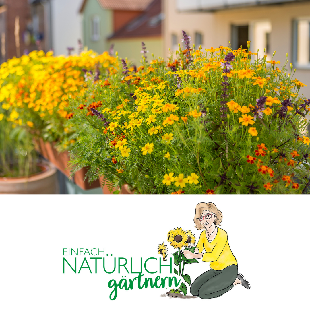 Podcast Folge Insektenfreundlicher Balkon Podcast Folge Insektenfreundlicher Balkon