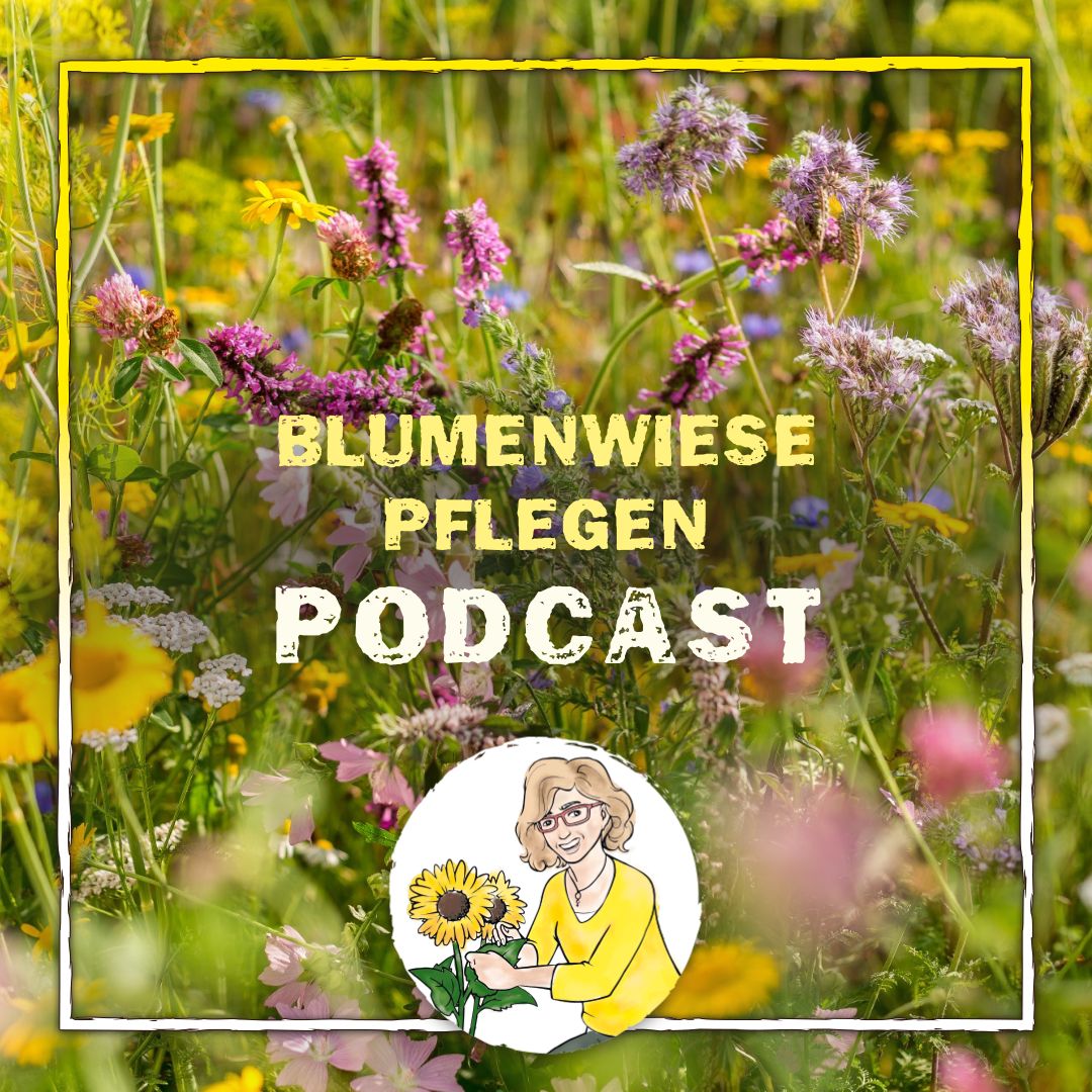 Blumenwiese pflegen Blumenwiese pflegen