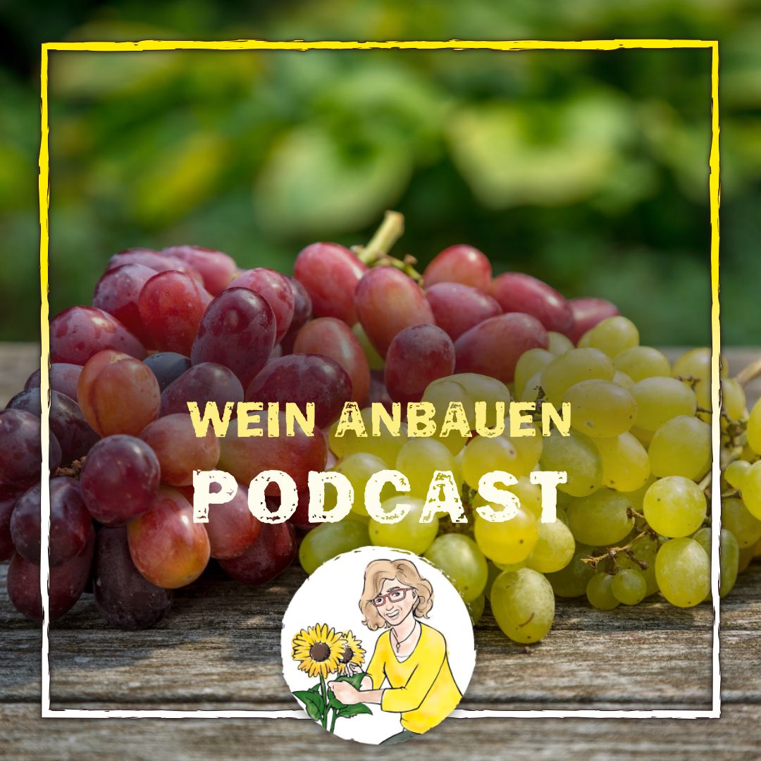Podcast Wein Podcast Wein