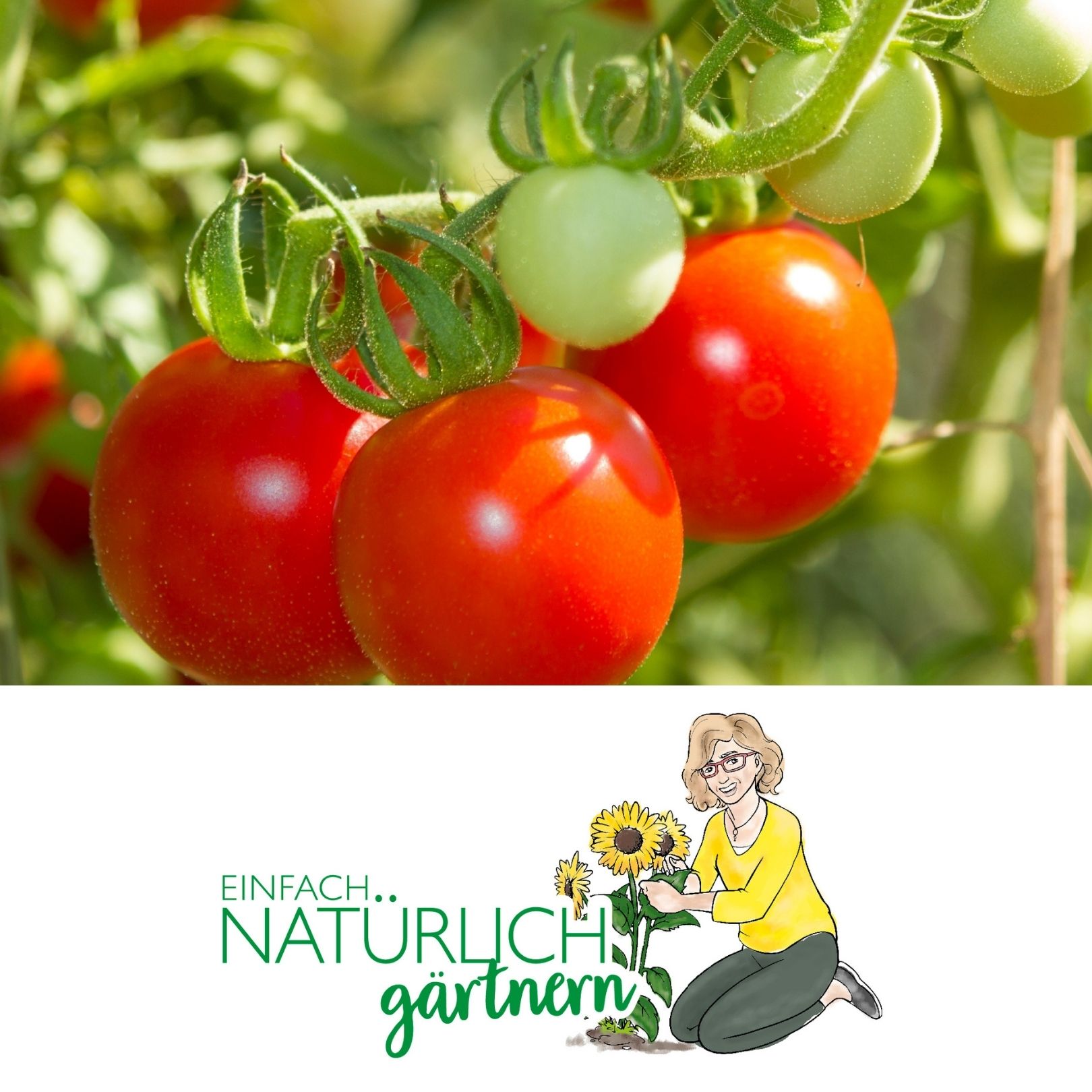 Tomaten selbst anbauen Tomaten selbst anbauen