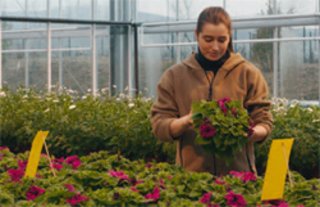 Gartenbauingenieurin in der Versuchsgärtnerei Aerzen untersucht Testpflanzen